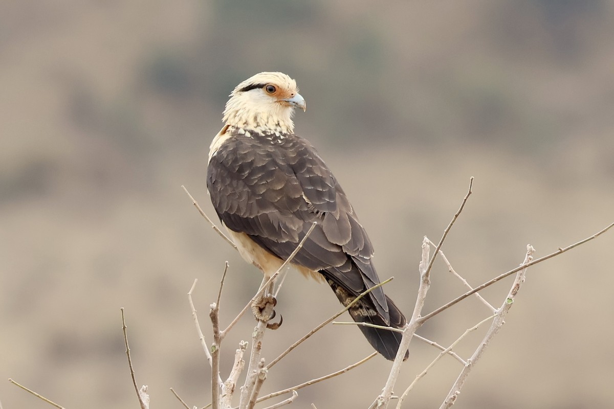 Yellow-headed Caracara - ML622052306