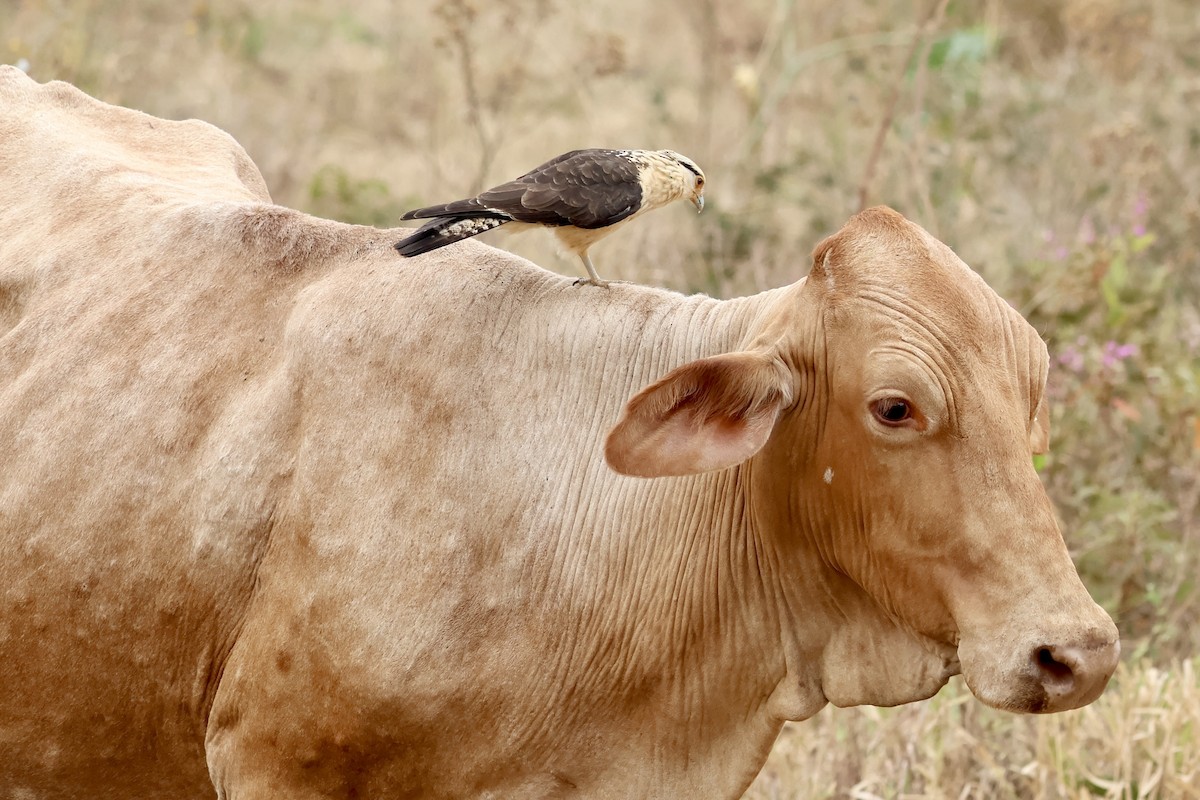 Yellow-headed Caracara - ML622052307