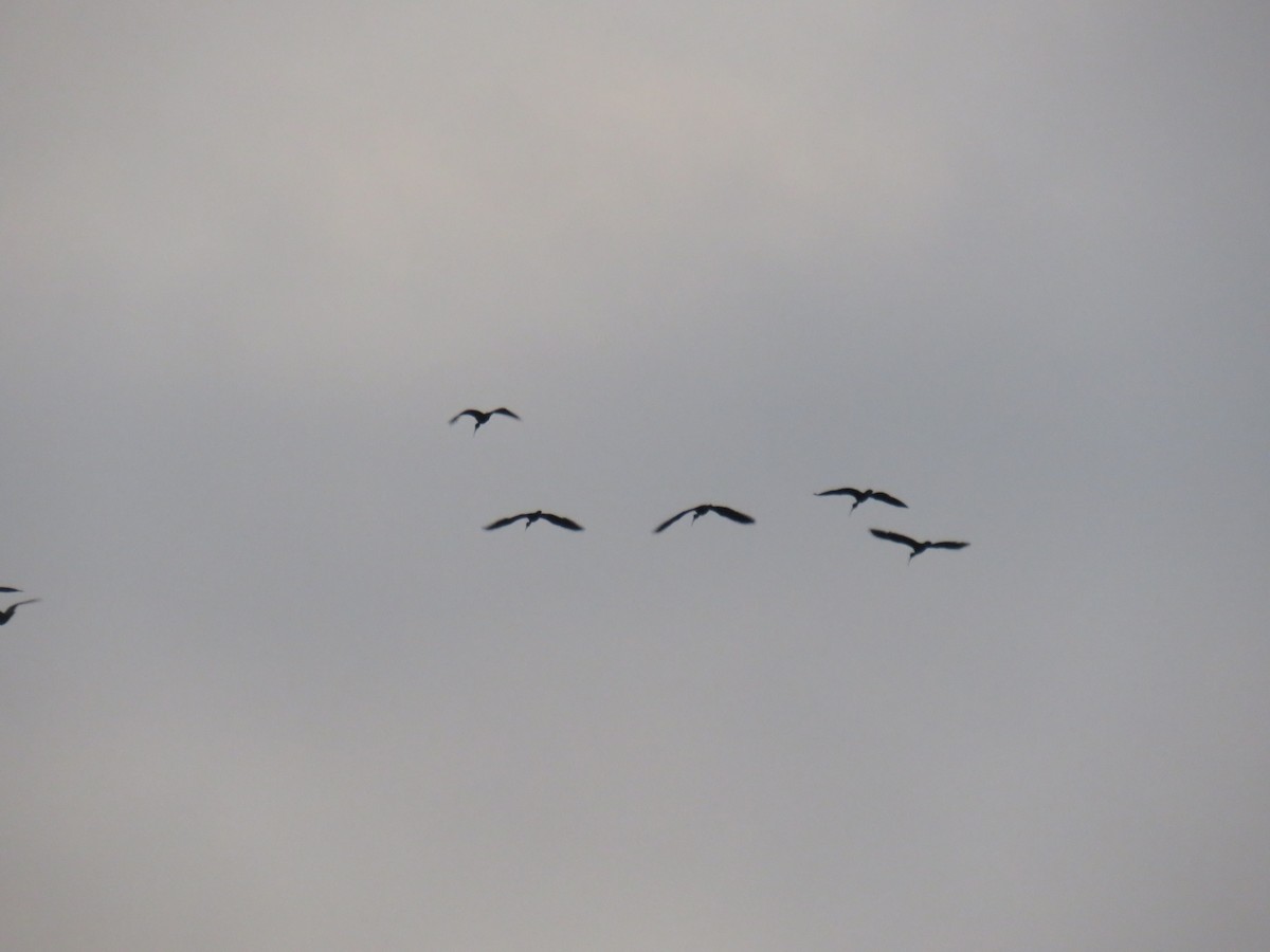 Bare-faced Ibis - ML622052308