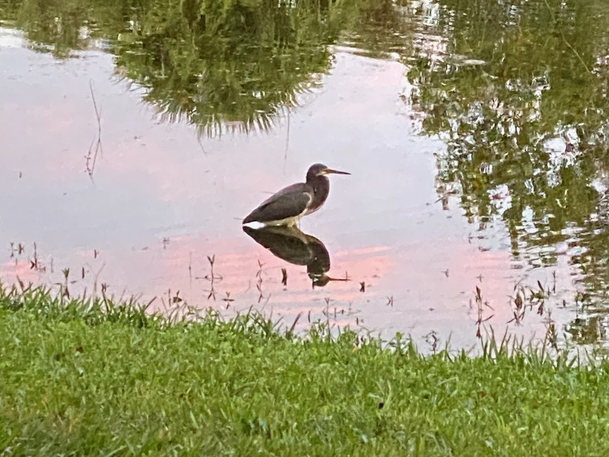 Tricolored Heron - Kevin Shaw