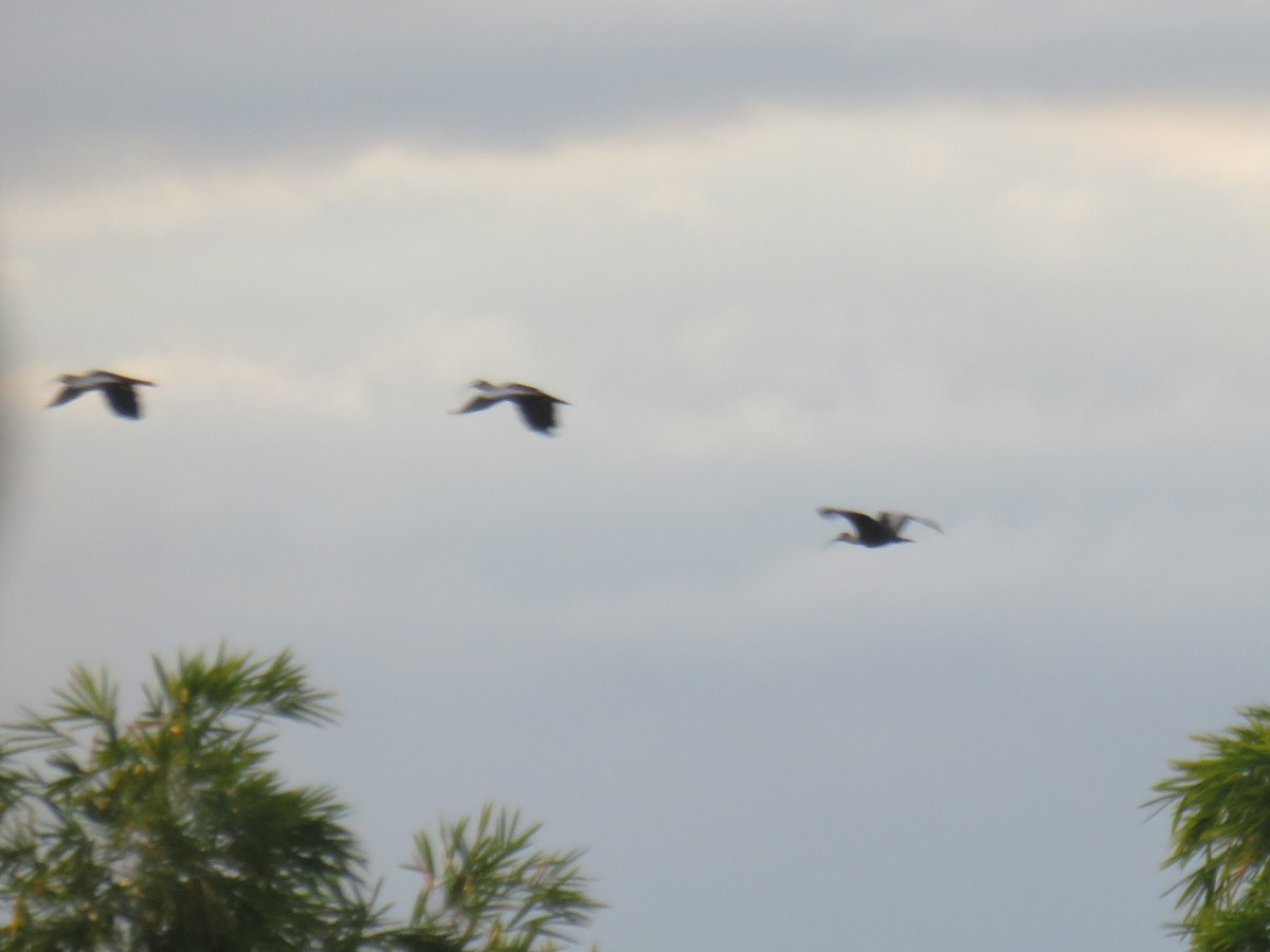 Buff-necked Ibis - ML622052310