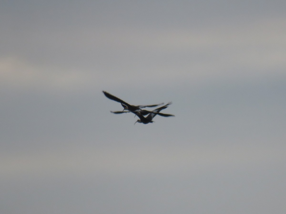 Buff-necked Ibis - ML622052311