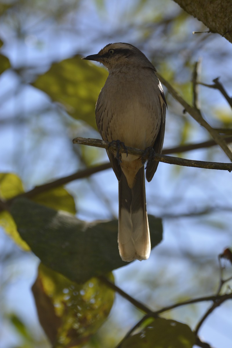 Chalk-browed Mockingbird - ML622052312