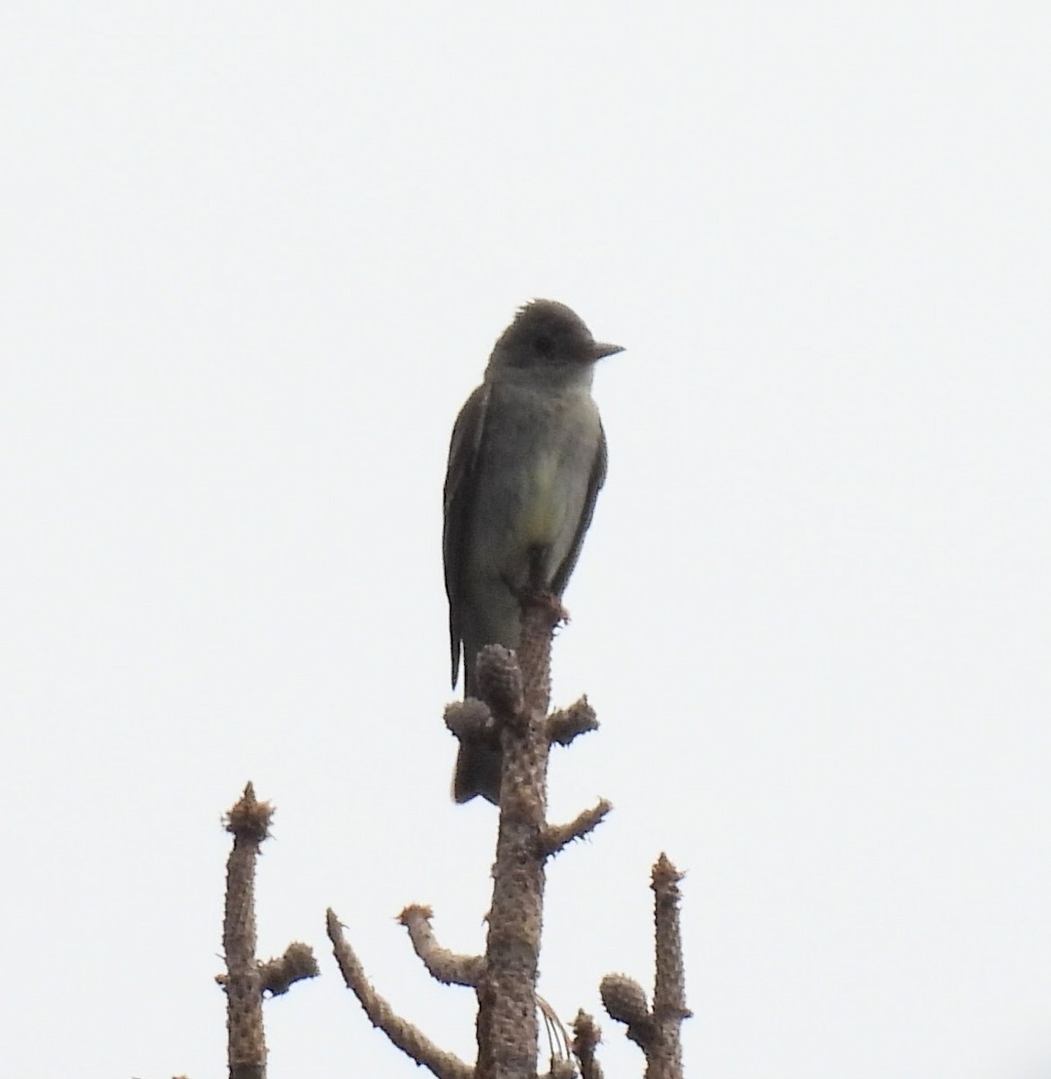 Western Wood-Pewee - ML622052313