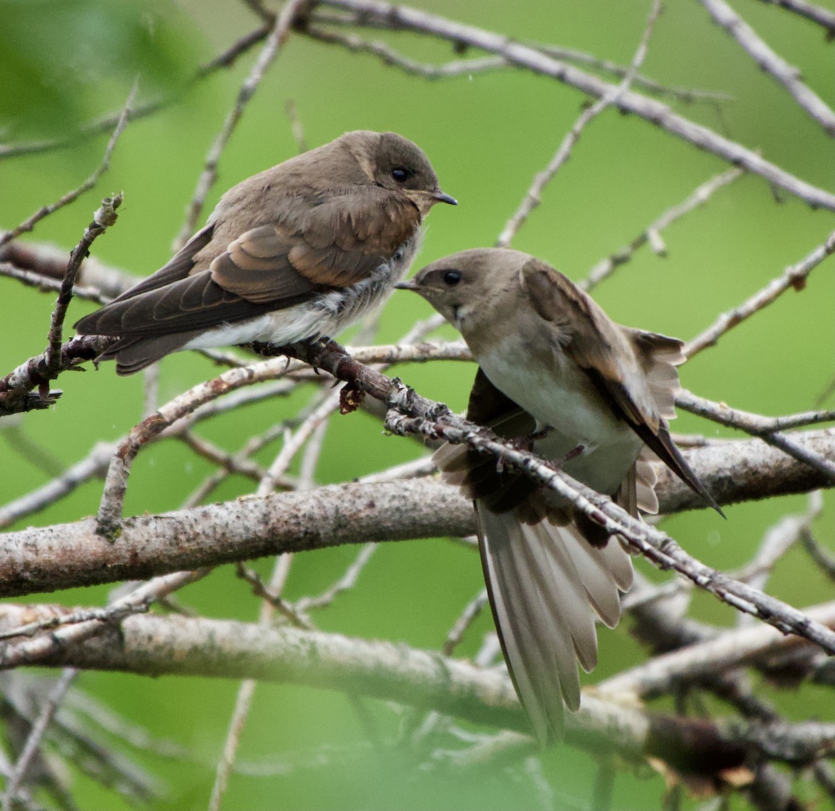 Northern Rough-winged Swallow - ML622052314