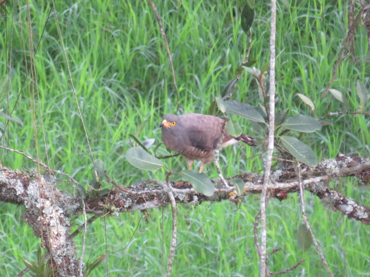 Roadside Hawk - ML622052315