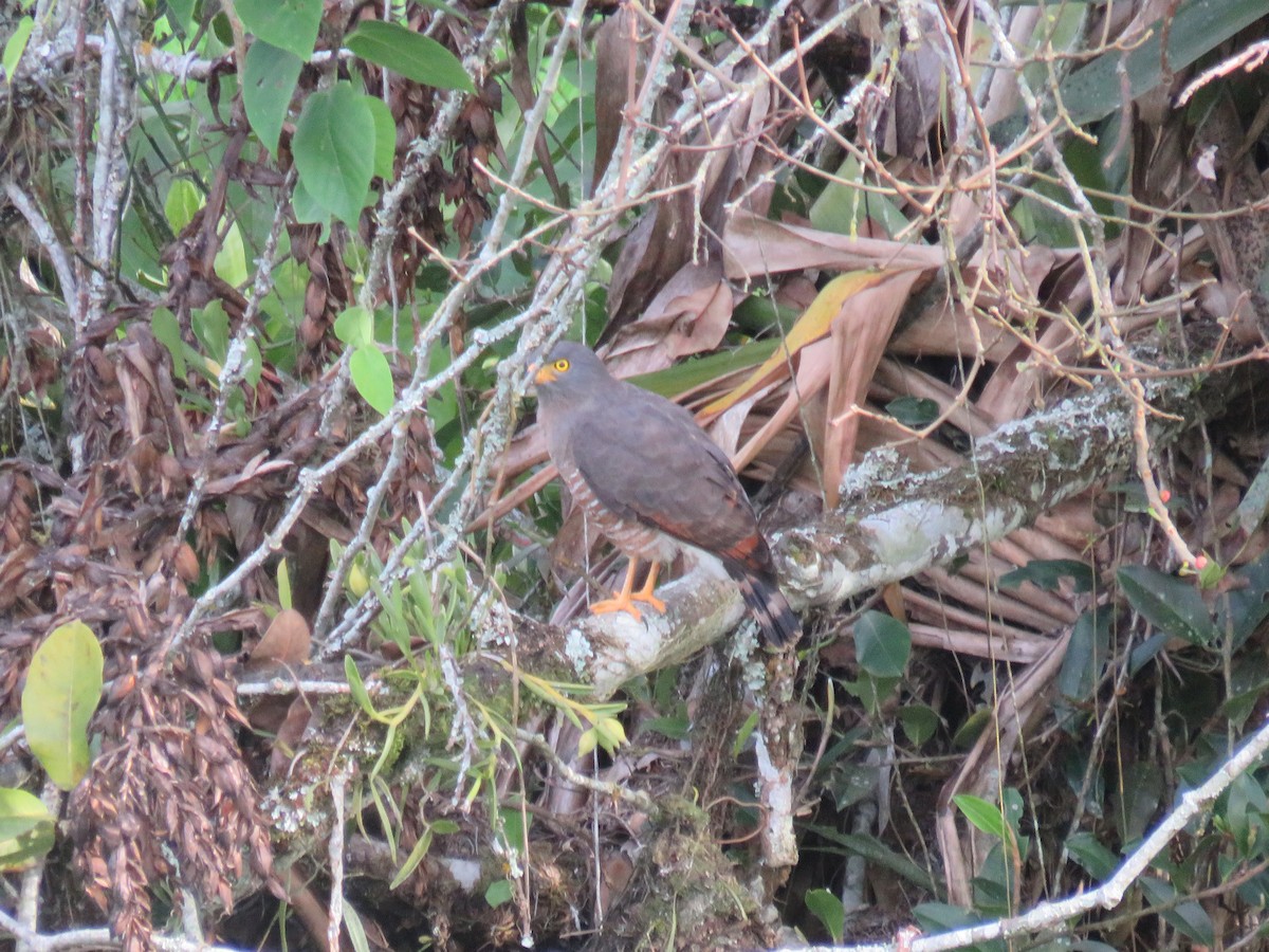 Roadside Hawk - ML622052316