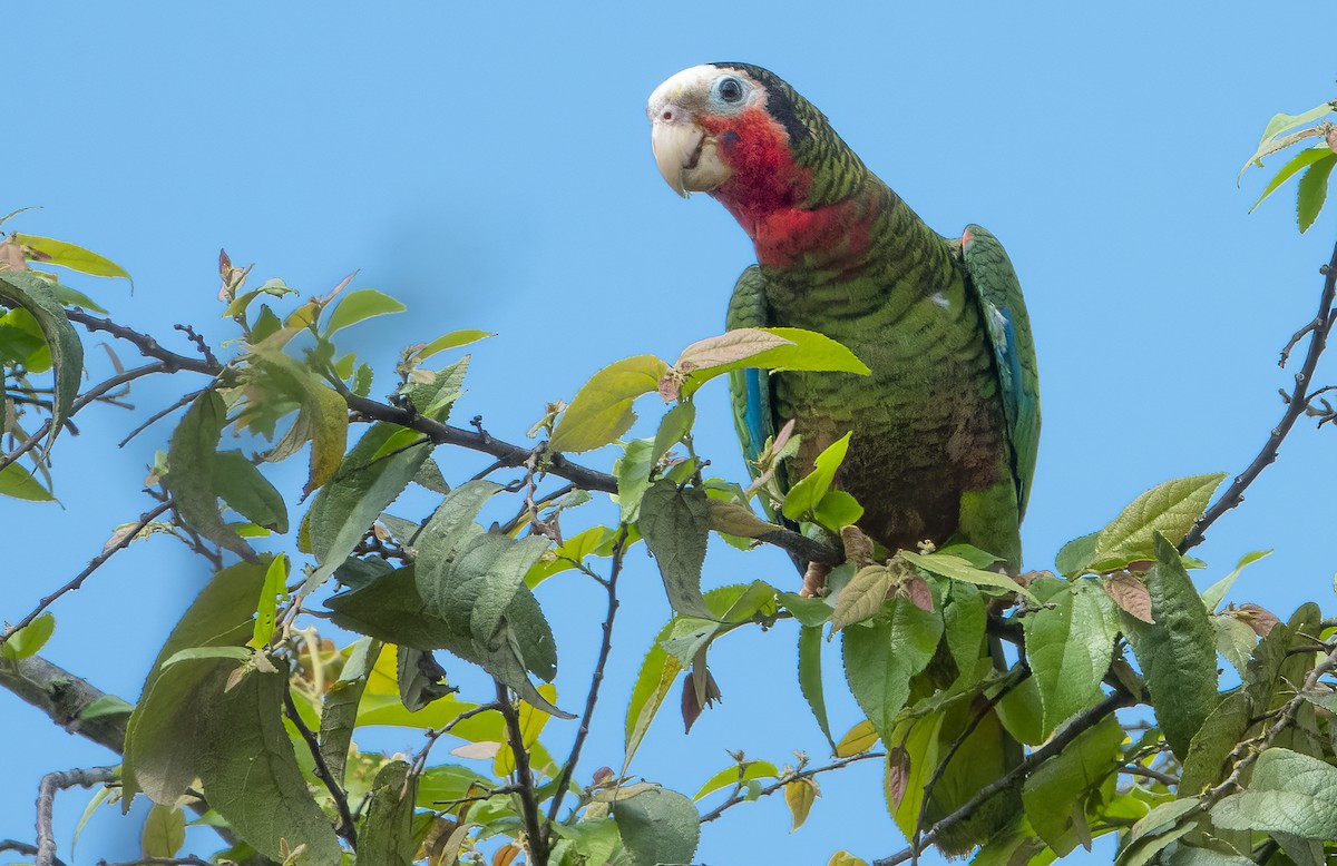 Küba Amazonu (leucocephala) - ML622052322