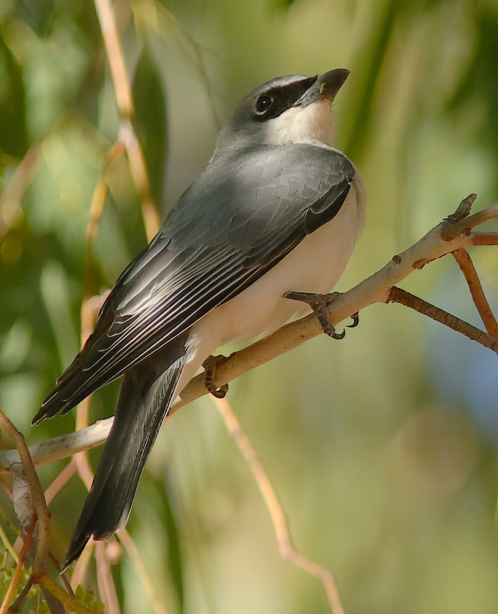 White-bellied Cuckooshrike - Rex Matthews