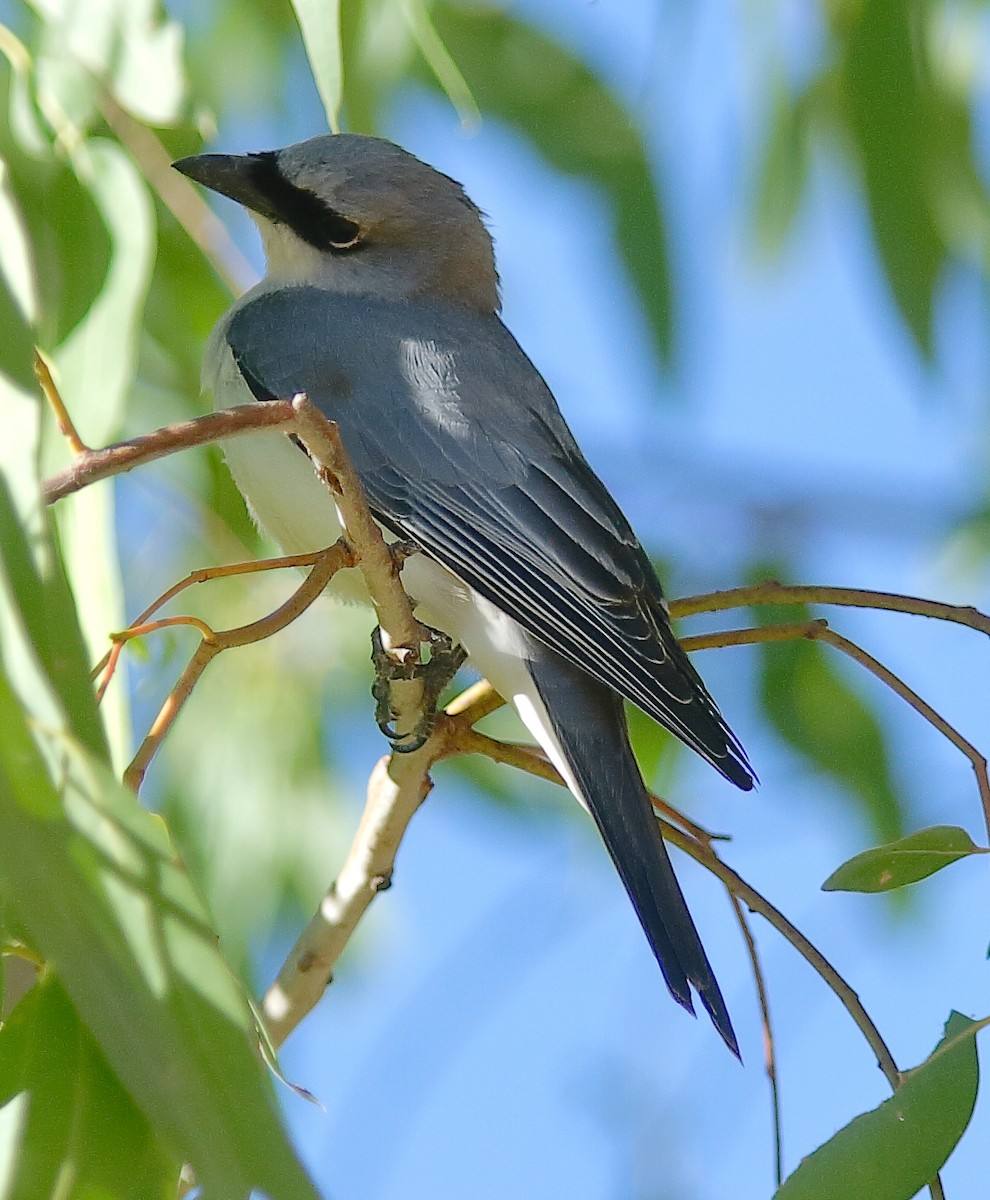 White-bellied Cuckooshrike - ML622052328