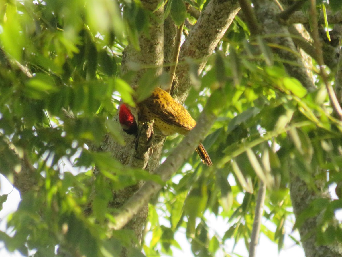 Spot-breasted Woodpecker - ML622052329