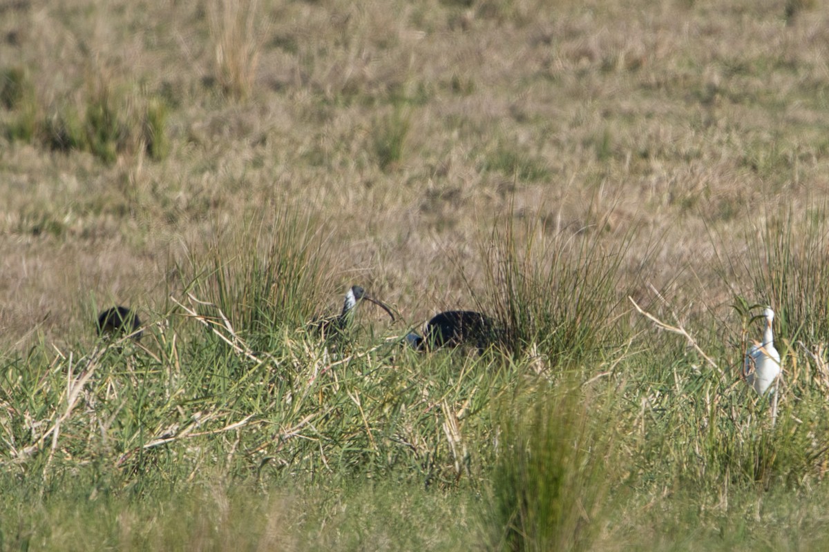 Straw-necked Ibis - ML622052330