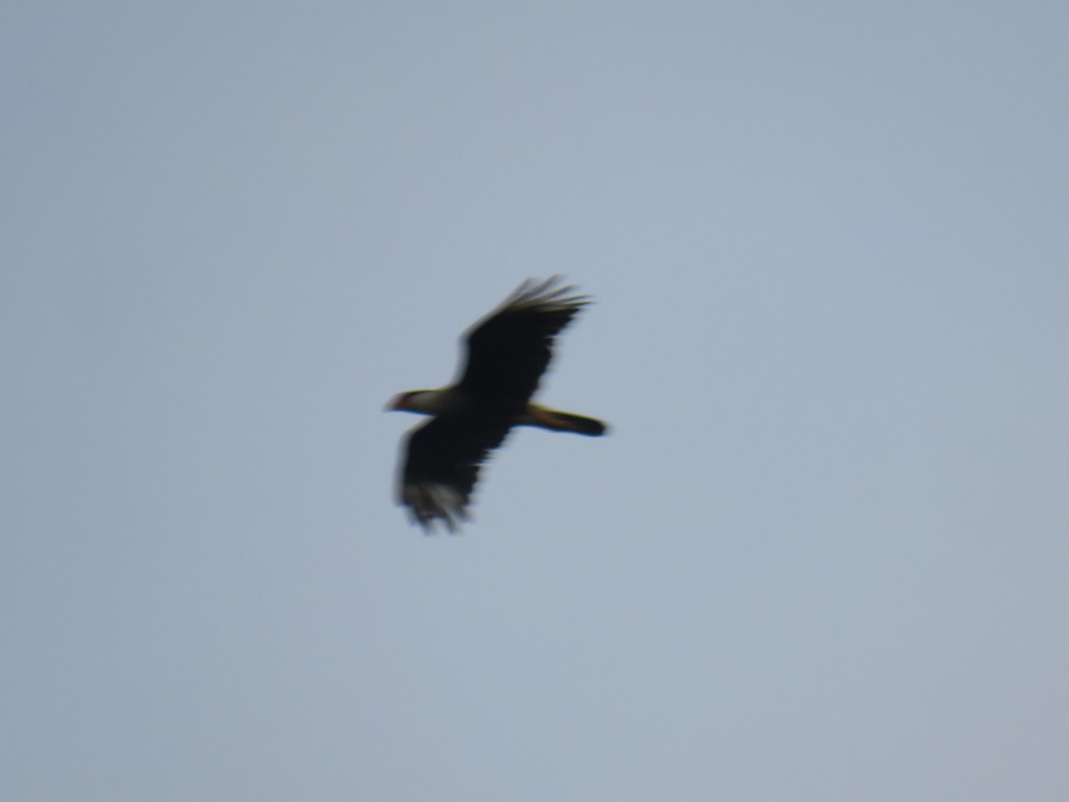 Crested Caracara - ML622052332