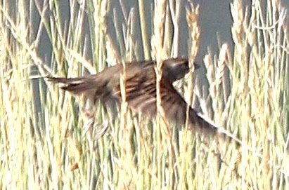 Dickcissel - ML622052333