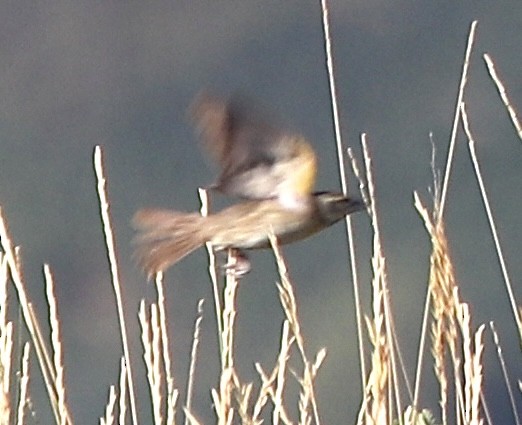 Dickcissel - ML622052334