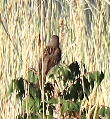 Dickcissel - ML622052335