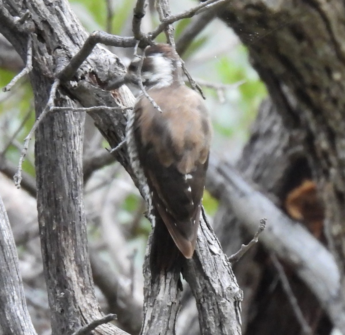 Arizona Woodpecker - ML622052336