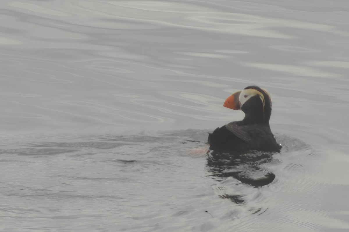 Tufted Puffin - ML622052337