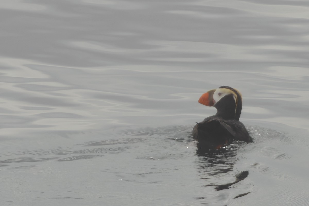 Tufted Puffin - ML622052338