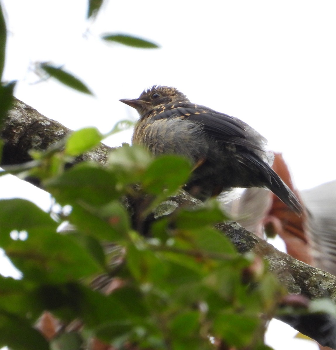 Yellow-legged Thrush - ML622052340