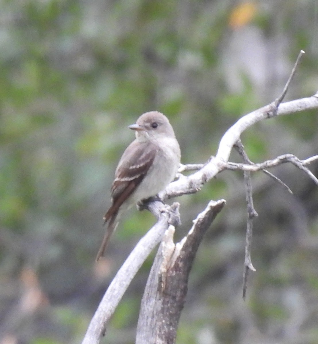 Western Wood-Pewee - ML622052341