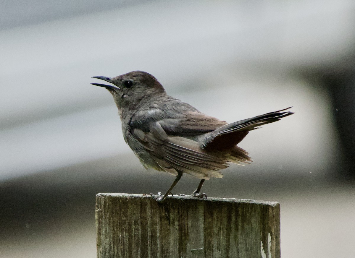 Gray Catbird - ML622052342