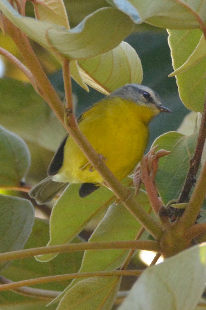 Golden-crowned Warbler - ML622052343