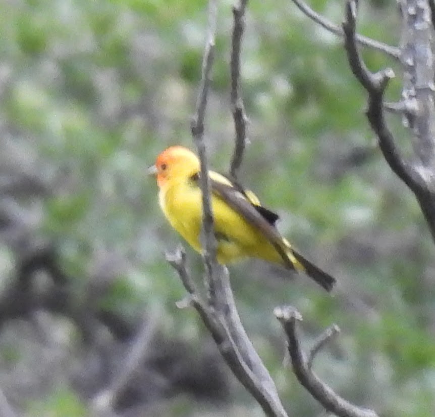 Western Tanager - ML622052346