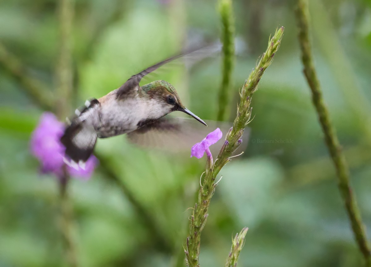 Colibrí Coroniblanco - ML622052347