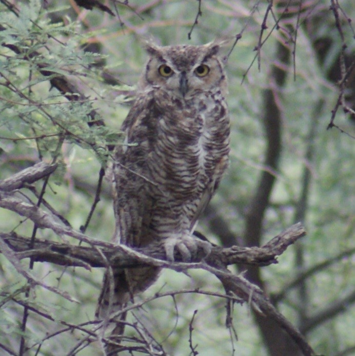 Great Horned Owl - ML622052351