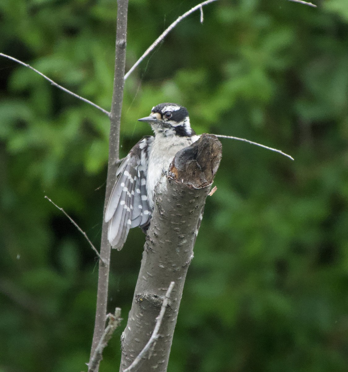 Downy Woodpecker - Leslie Harris Jr