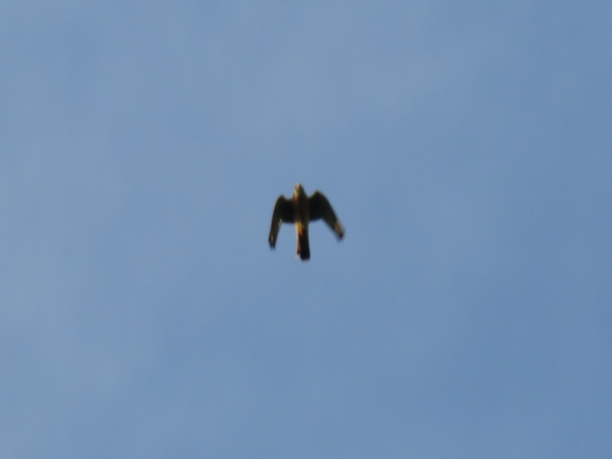 American Kestrel - ML622052353