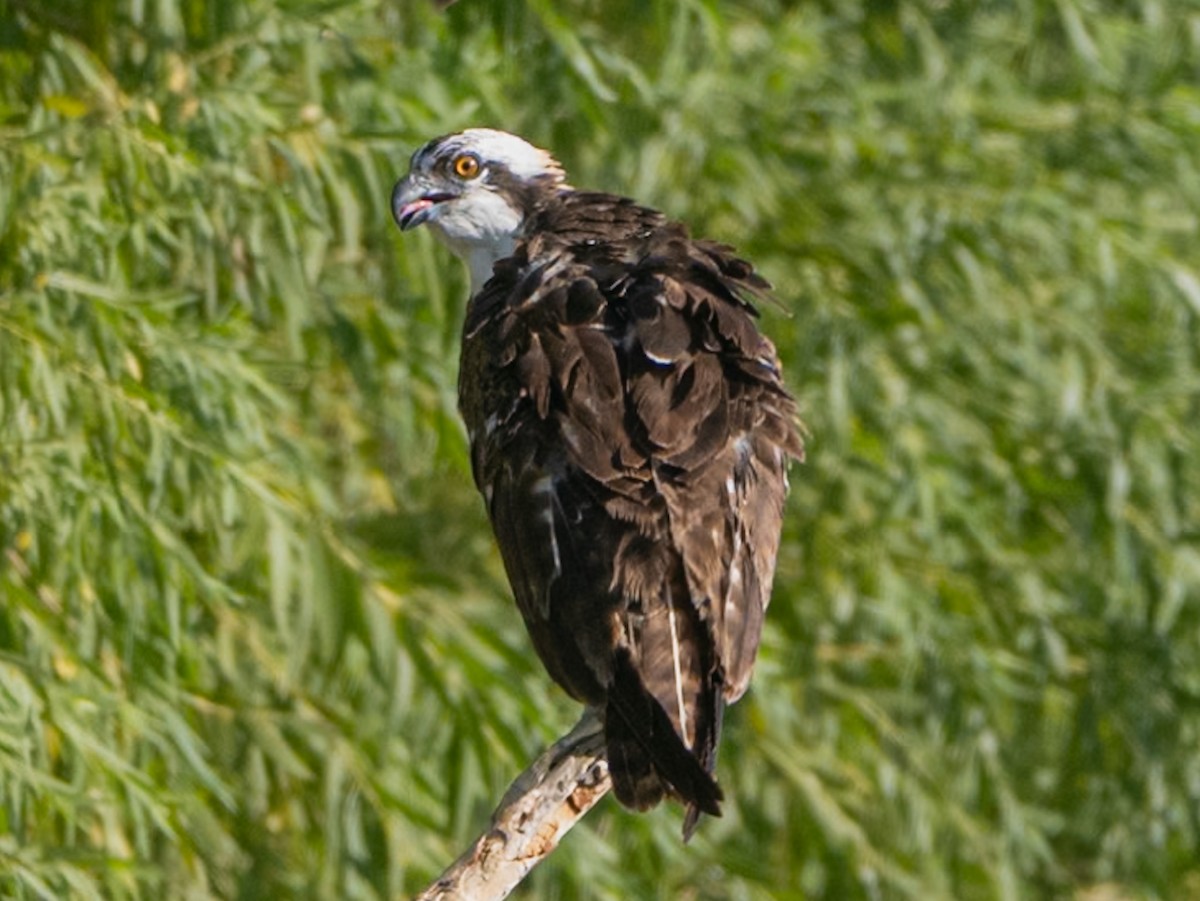 Águila Pescadora - ML622052363