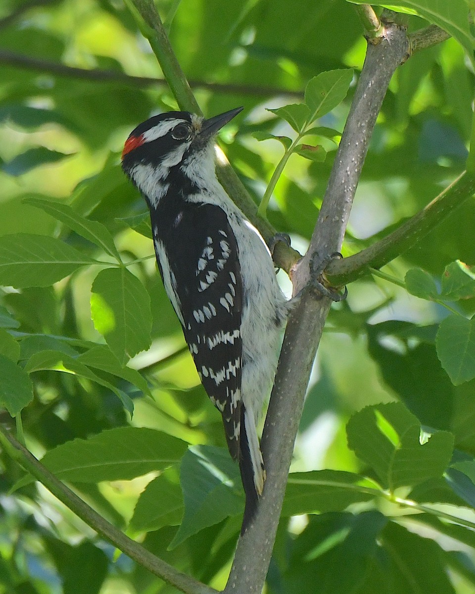 Yumuşak Tüylü Ağaçkakan (pubescens/medianus) - ML622052364