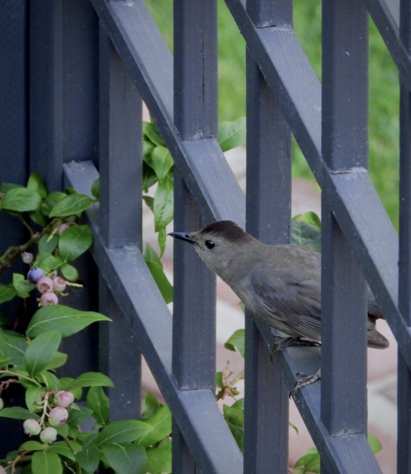 Gray Catbird - Eve Elizondo