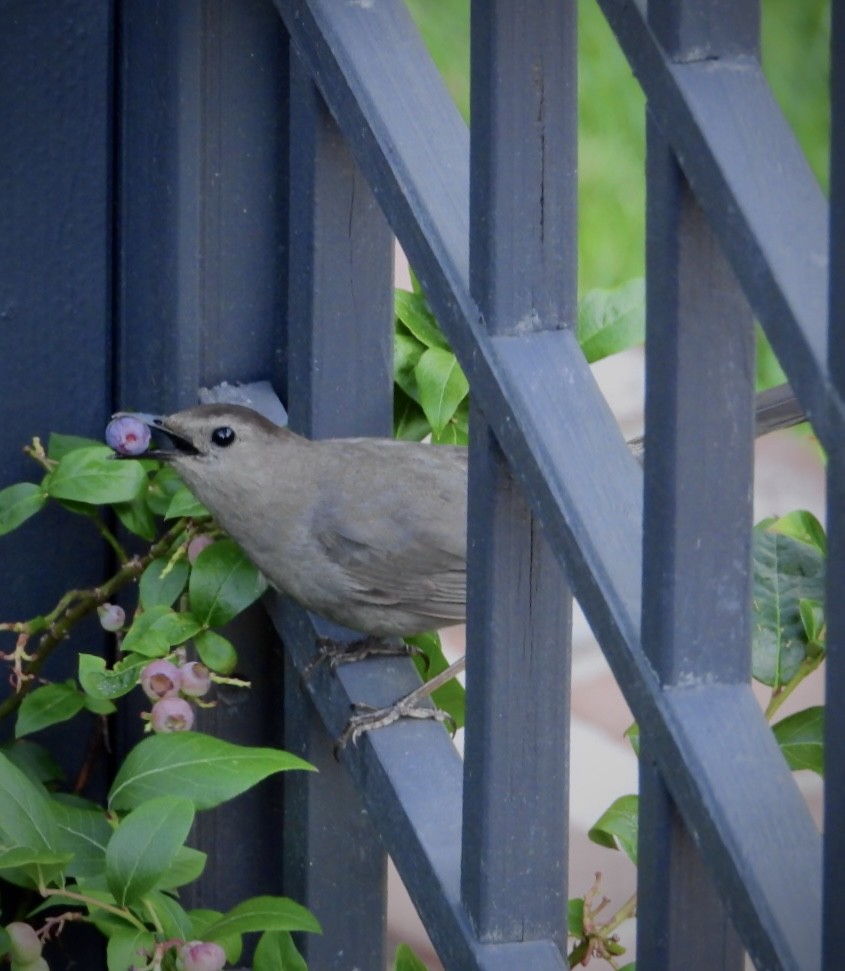 Pájaro Gato Gris - ML622052366