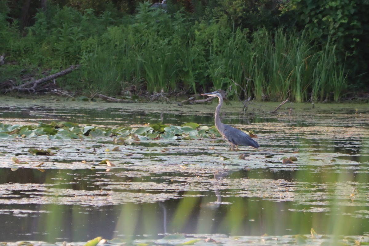 Great Blue Heron - ML622052367