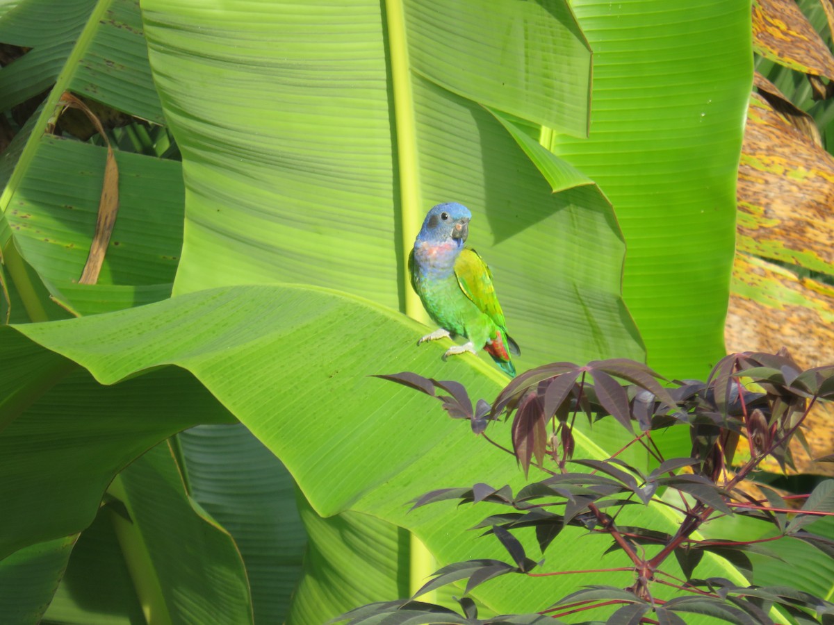 Blue-headed Parrot - ML622052368