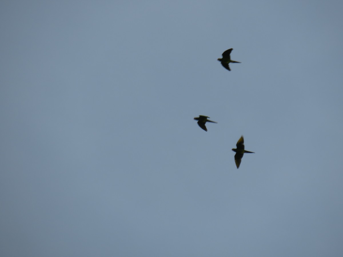 Scarlet-fronted Parakeet - ML622052373