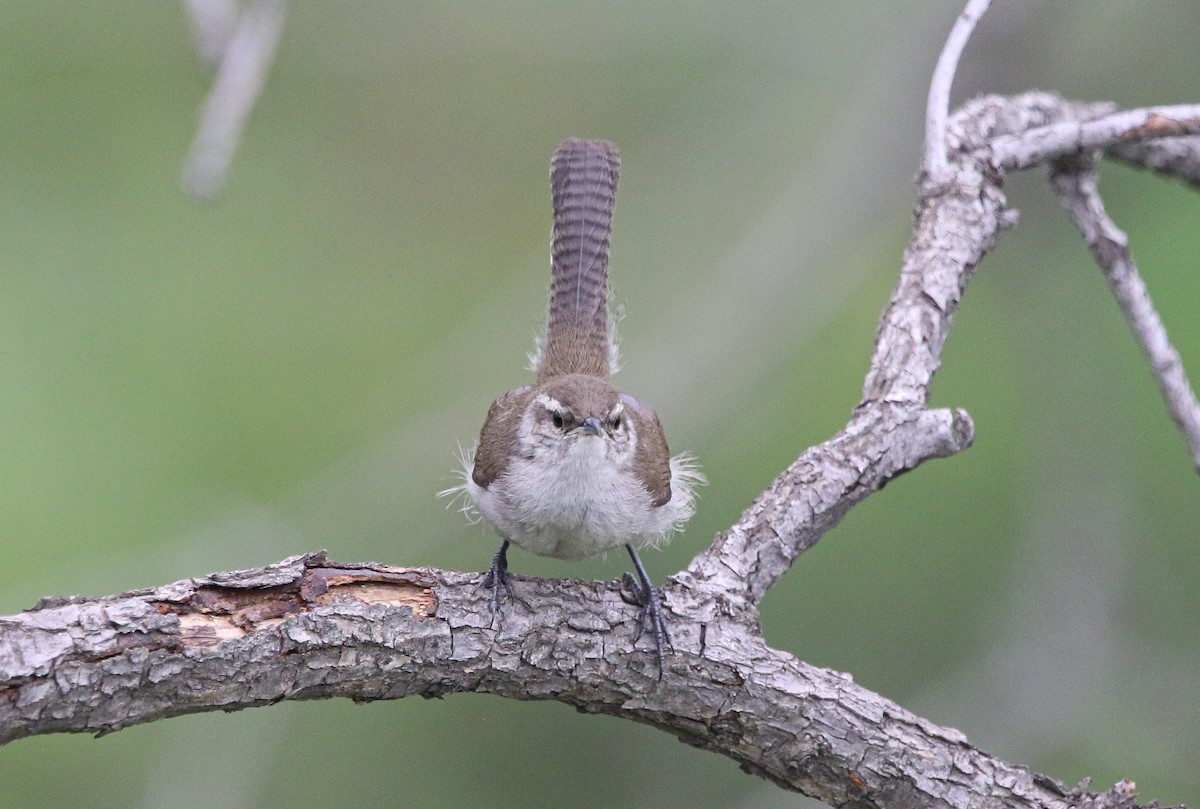 Bewick's Wren (mexicanus Group) - ML622052383