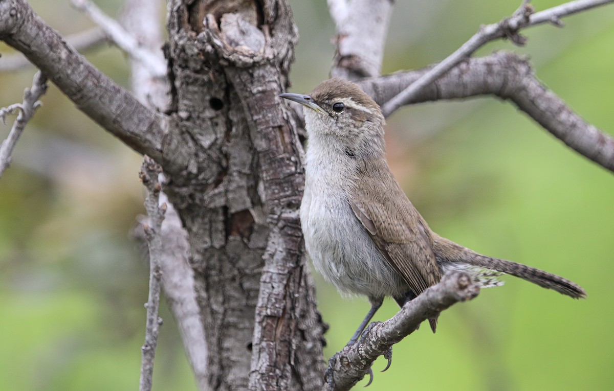 Bewick's Wren (mexicanus Group) - ML622052384