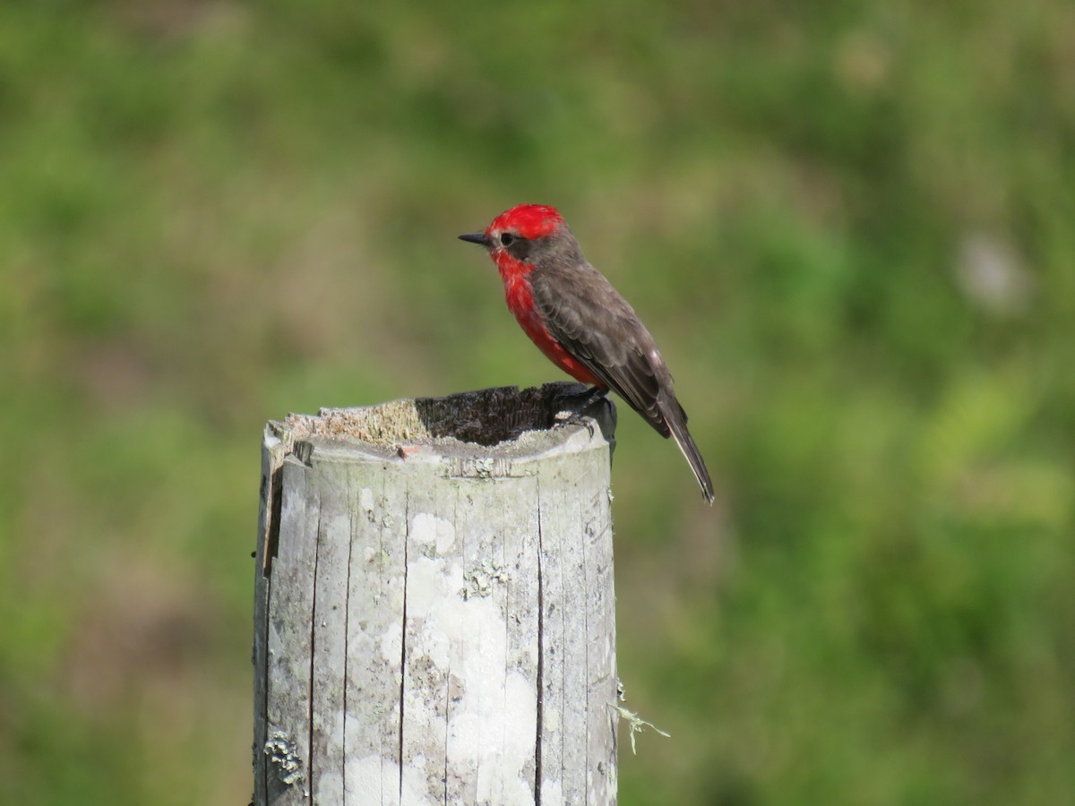 Vermilion Flycatcher - ML622052409