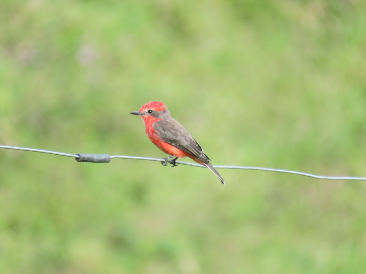 Vermilion Flycatcher - ML622052410