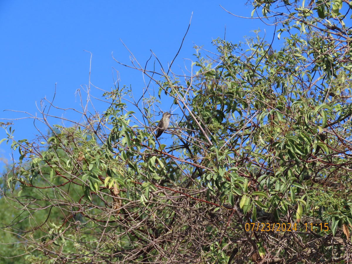 Anna's Hummingbird - ML622052411