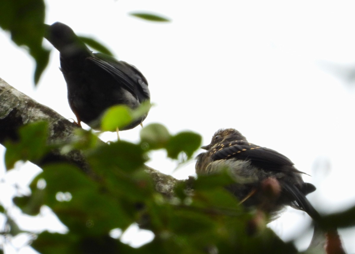 Yellow-legged Thrush - ML622052414