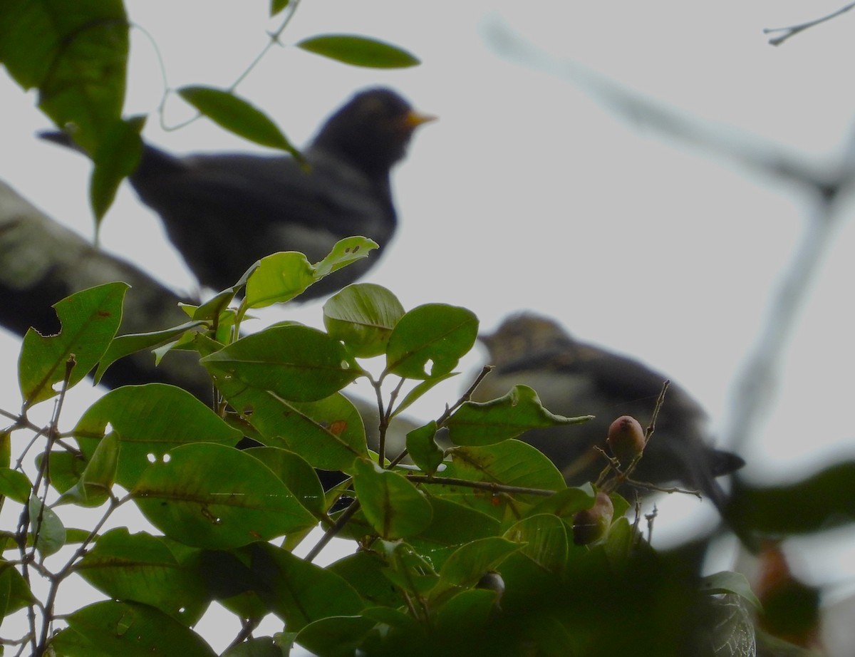 Yellow-legged Thrush - ML622052416