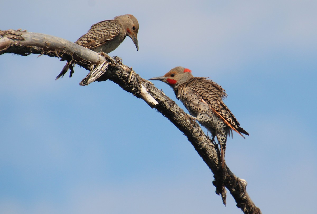 Northern Flicker - Elaine Cassidy