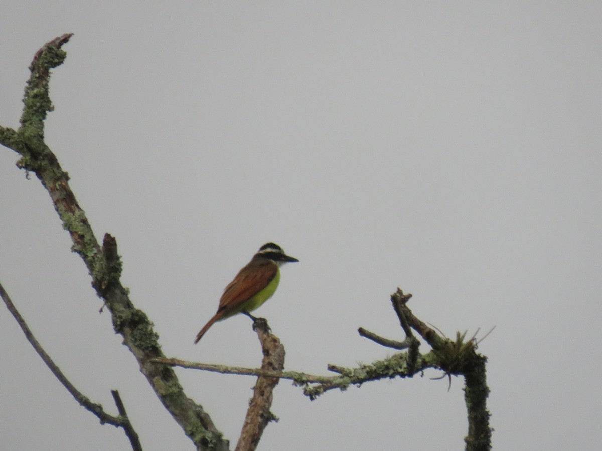 Great Kiskadee - ML622052418