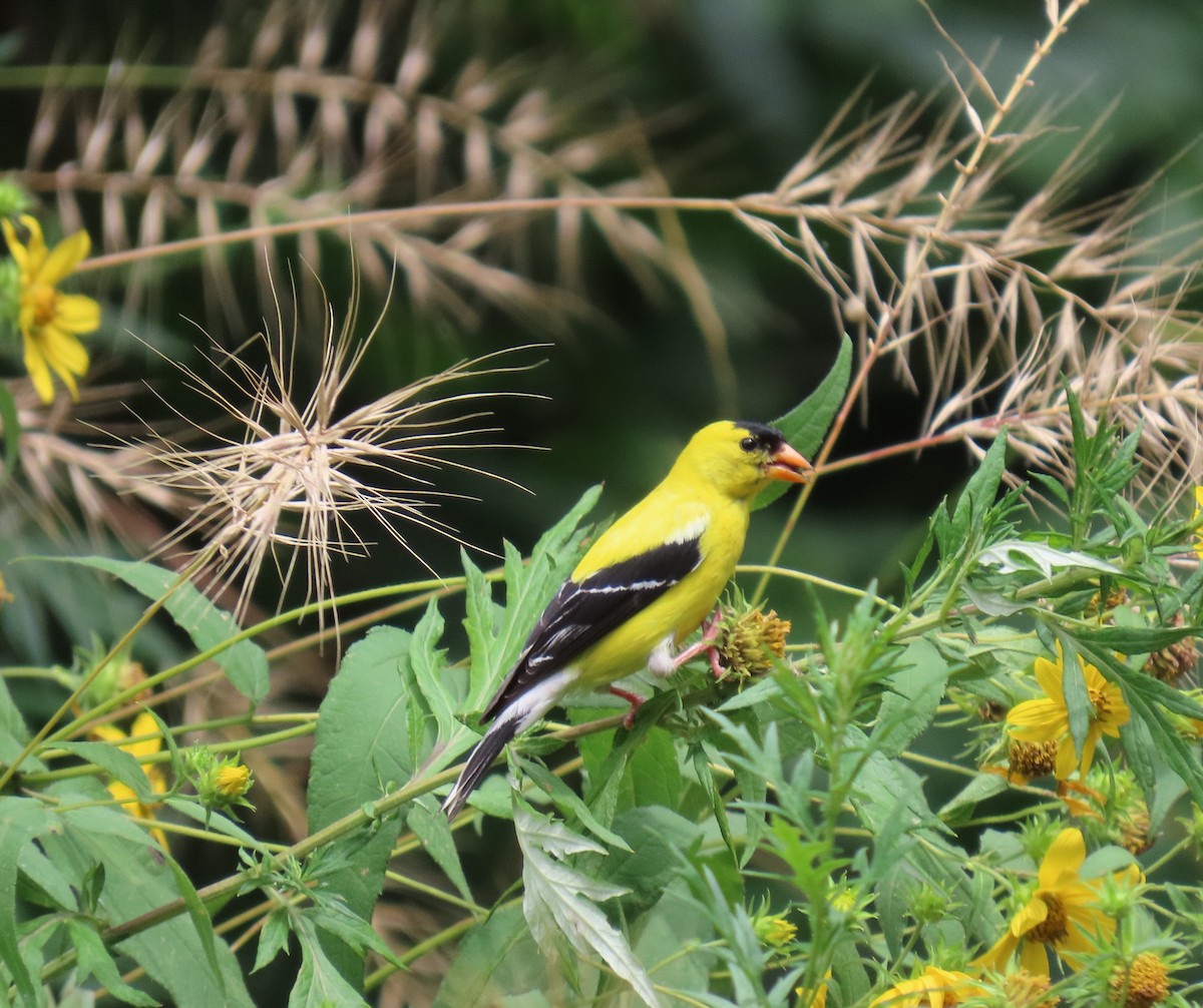 American Goldfinch - ML622052420