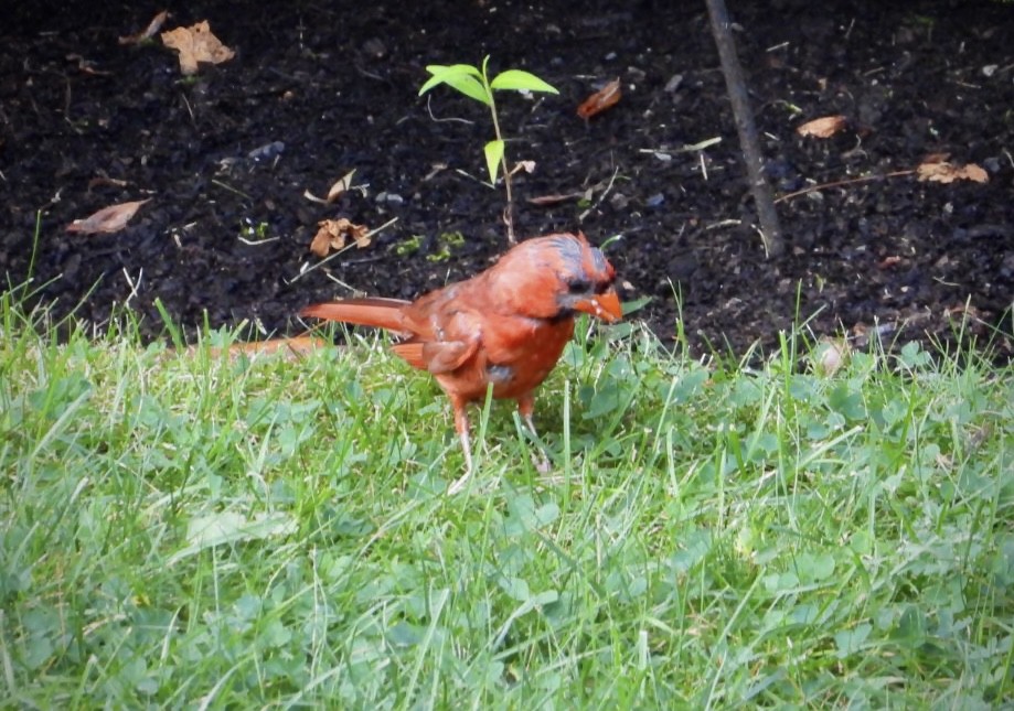 Northern Cardinal - ML622052421